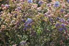 Kalifornischer Flieder 'Puget Blue' - Ceanothus thyrsiflorus 'Puget Blue'