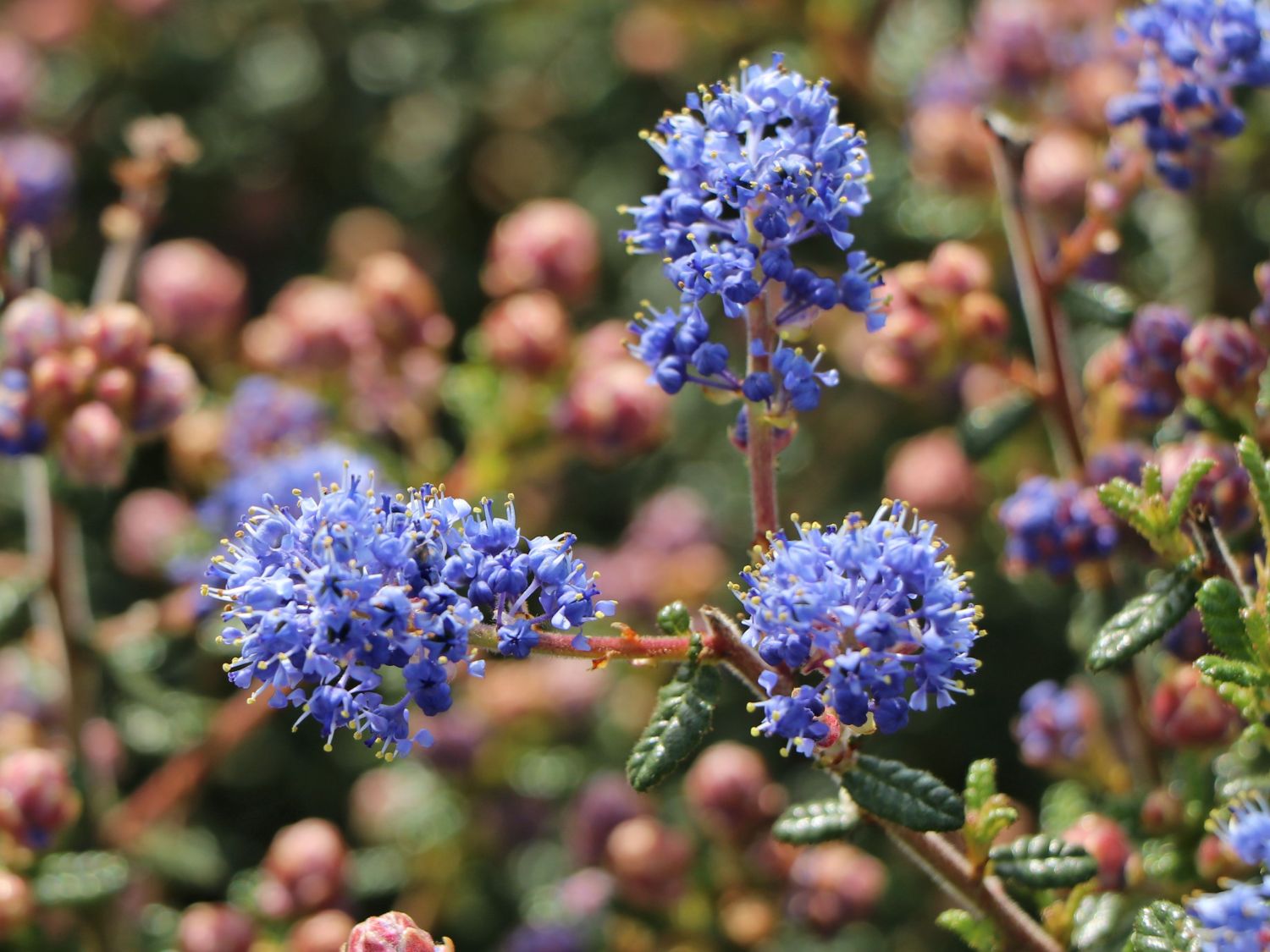 Kalifornischer Flieder 'Puget Blue' - Ceanothus thyrsiflorus 'Puget Blue'
