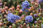 Kalifornischer Flieder 'Puget Blue' - Ceanothus thyrsiflorus 'Puget Blue'