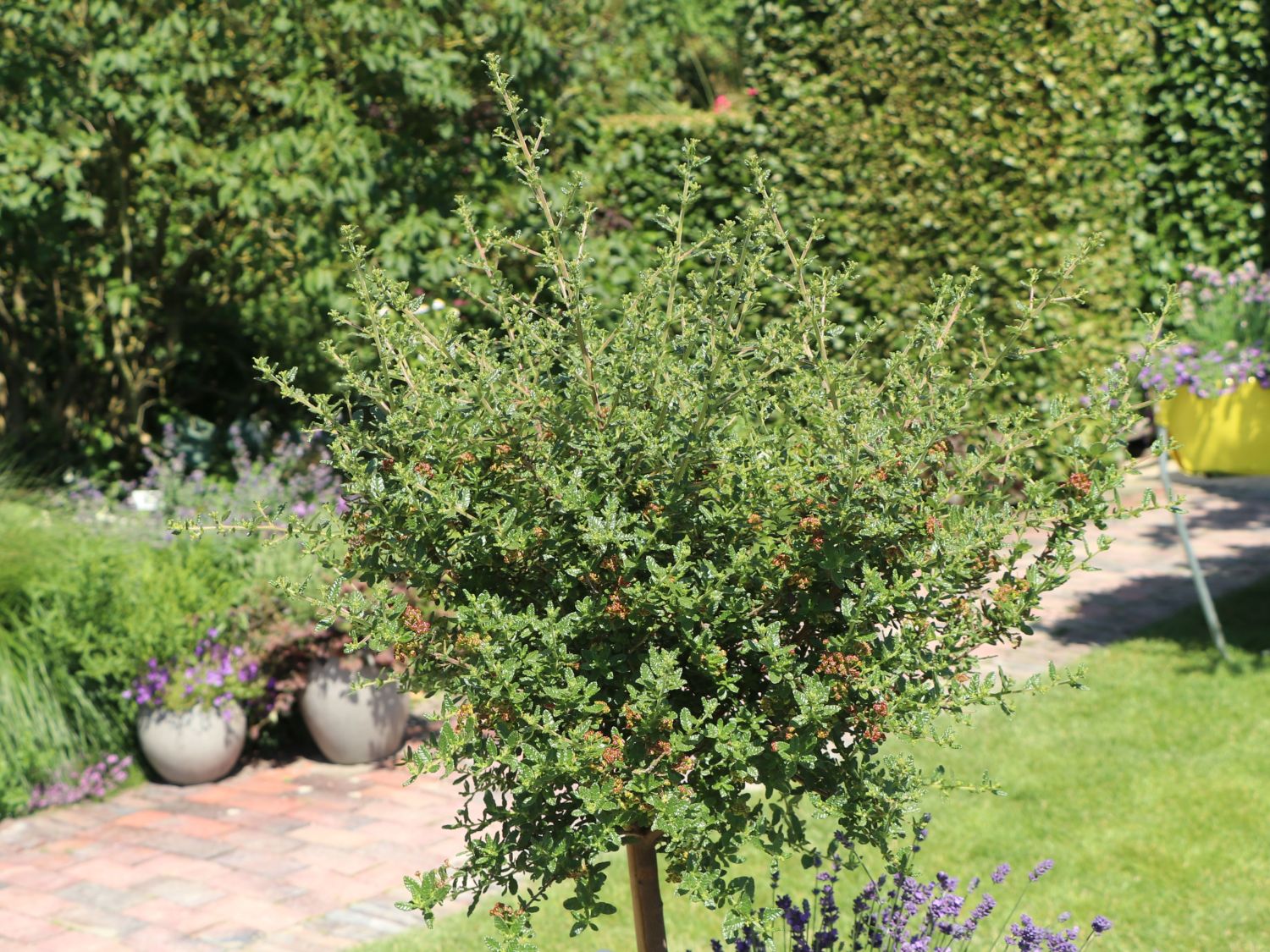 Kalifornischer Flieder 'Puget Blue' - Ceanothus thyrsiflorus 'Puget Blue'