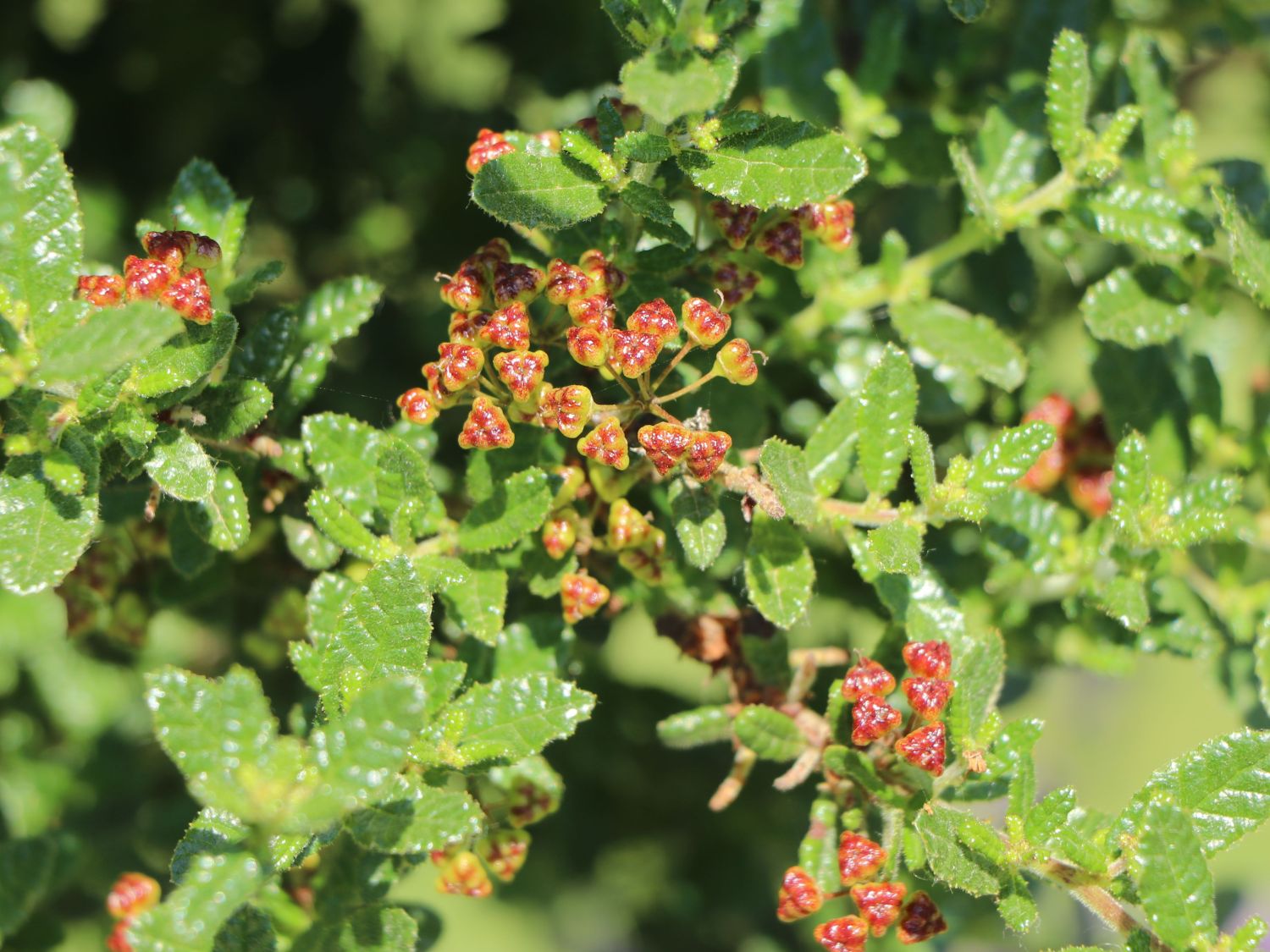 Kalifornischer Flieder 'Puget Blue' - Ceanothus thyrsiflorus 'Puget Blue'