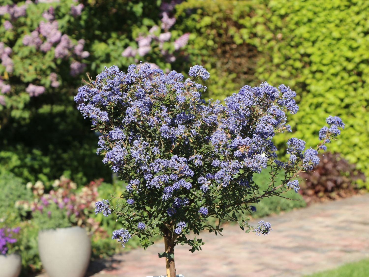 Kalifornischer Flieder 'Puget Blue' - Ceanothus thyrsiflorus 'Puget Blue'