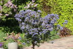Kalifornischer Flieder 'Puget Blue' - Ceanothus thyrsiflorus 'Puget Blue'
