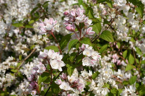 Kalmiendeutzie - Deutzia kalmiiflora