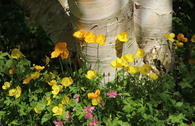 Kambrischer Scheinmohn