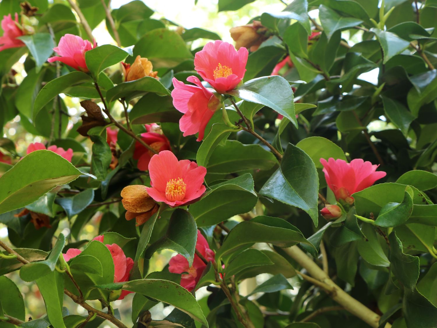 Kamelie 'Adolphe Audusson' - Camellia 'Adolphe Audusson'