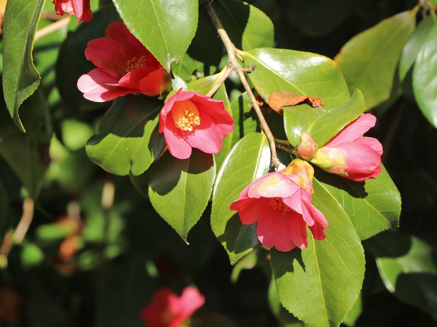 Kamelie 'Adolphe Audusson' - Camellia 'Adolphe Audusson'
