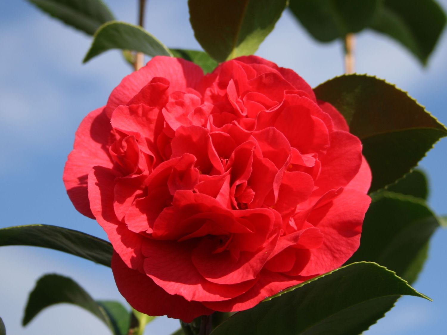 Kamelie 'Kramer's Supreme' - Camellia japonica 'Kramer's Supreme'