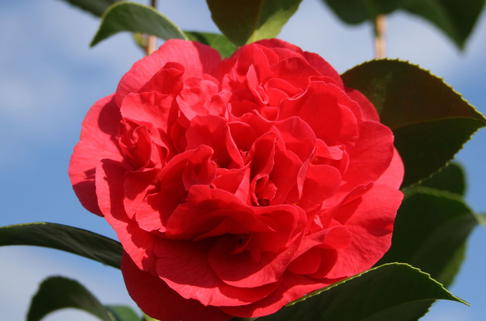 Kamelie 'Kramer's Supreme' - Camellia japonica 'Kramer's Supreme'