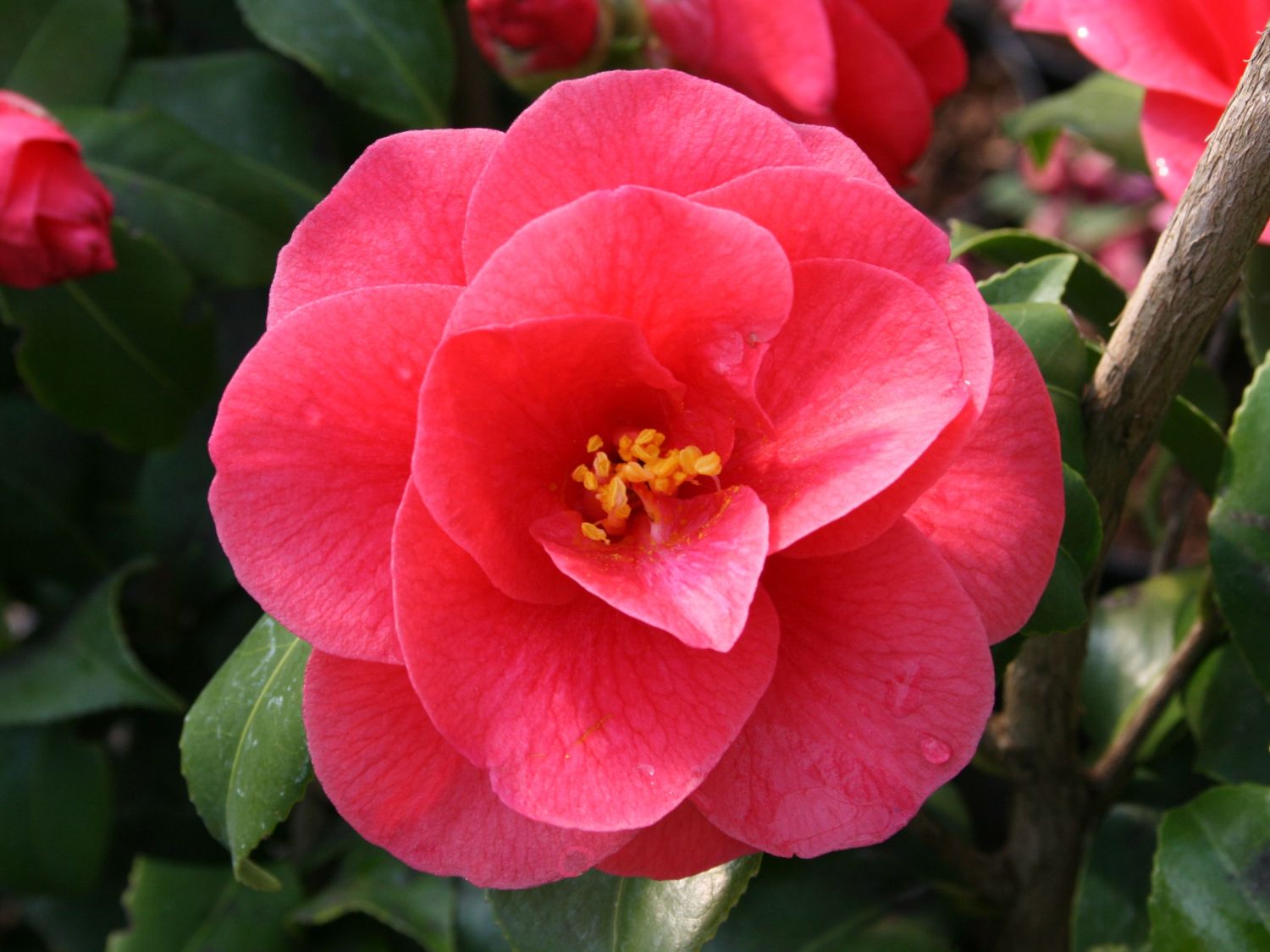 Kamelie 'Mary Williams' - Camellia japonica 'Mary Williams'