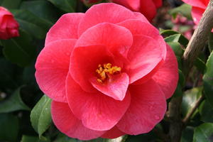 Kamelie 'Mary Williams'