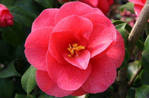 Kamelie 'Mary Williams' - Camellia japonica 'Mary Williams'