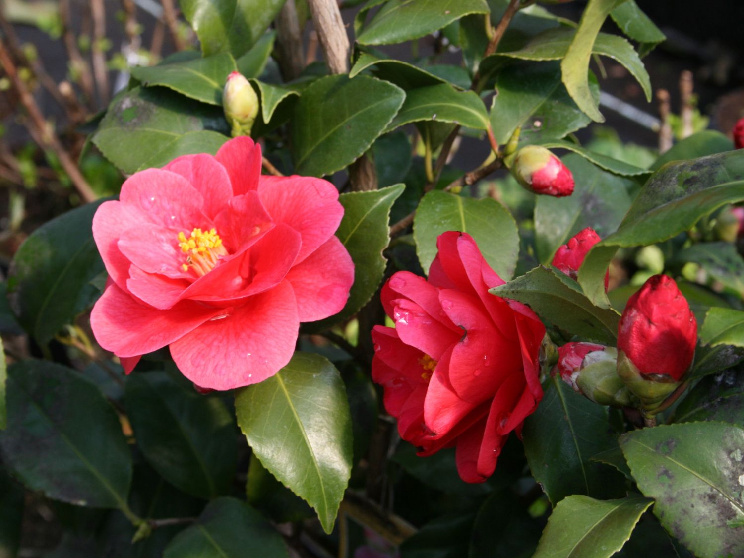 Kamelie 'Mary Williams' - Camellia japonica 'Mary Williams'