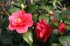 Kamelie 'Mary Williams' - Camellia japonica 'Mary Williams'