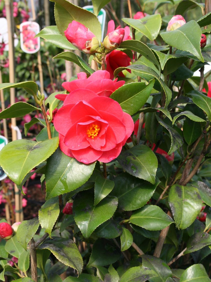 Kamelie 'Mary Williams' - Camellia japonica 'Mary Williams'