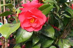 Kamelie 'Mary Williams' - Camellia japonica 'Mary Williams'