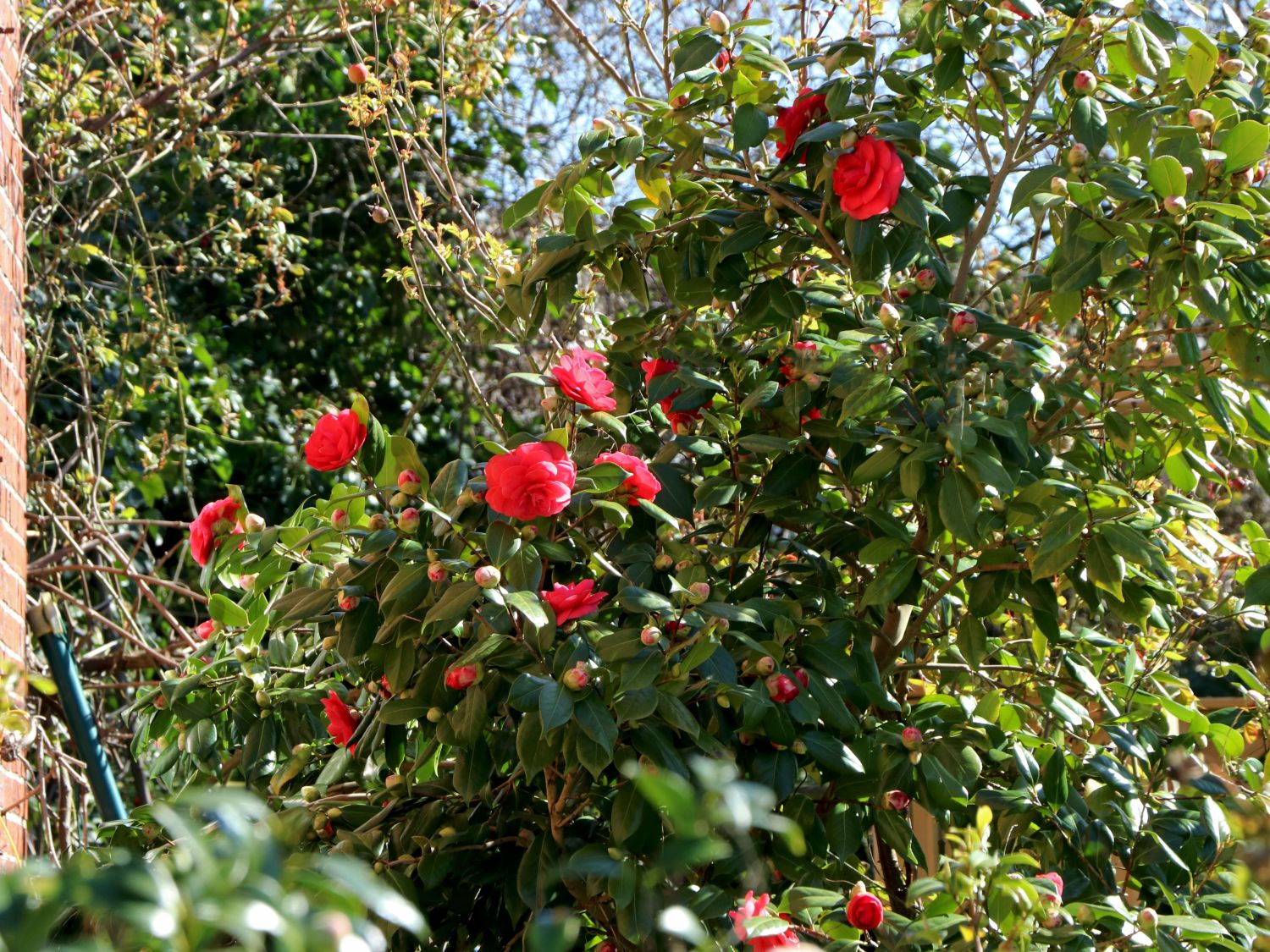 Kamelie rot - Camellia rot