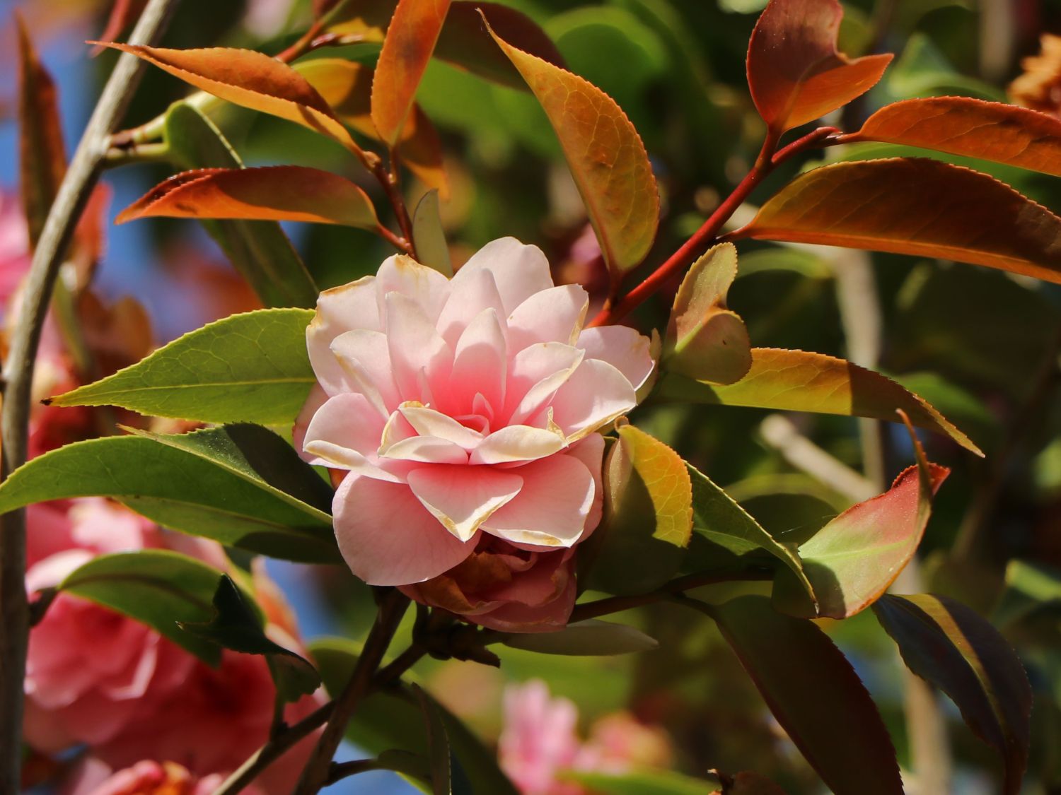 Kamelie 'Spring Festival'