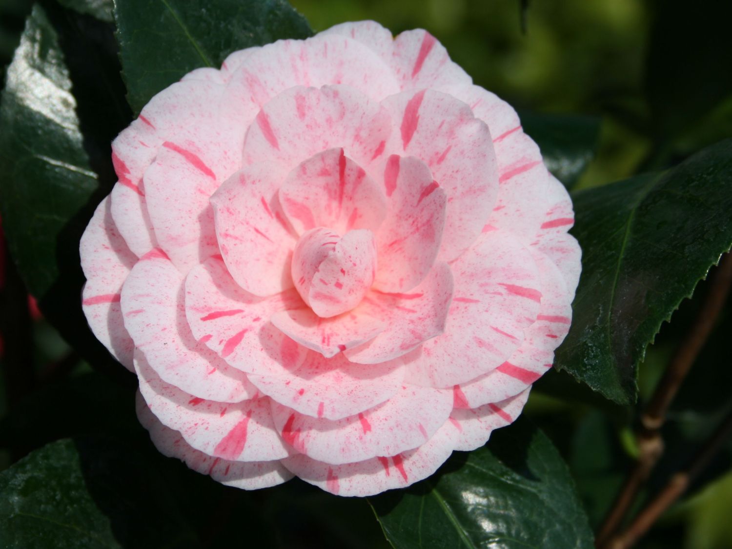 Kamelie 'William Barlett' - Camellia japonica 'William Barlett'
