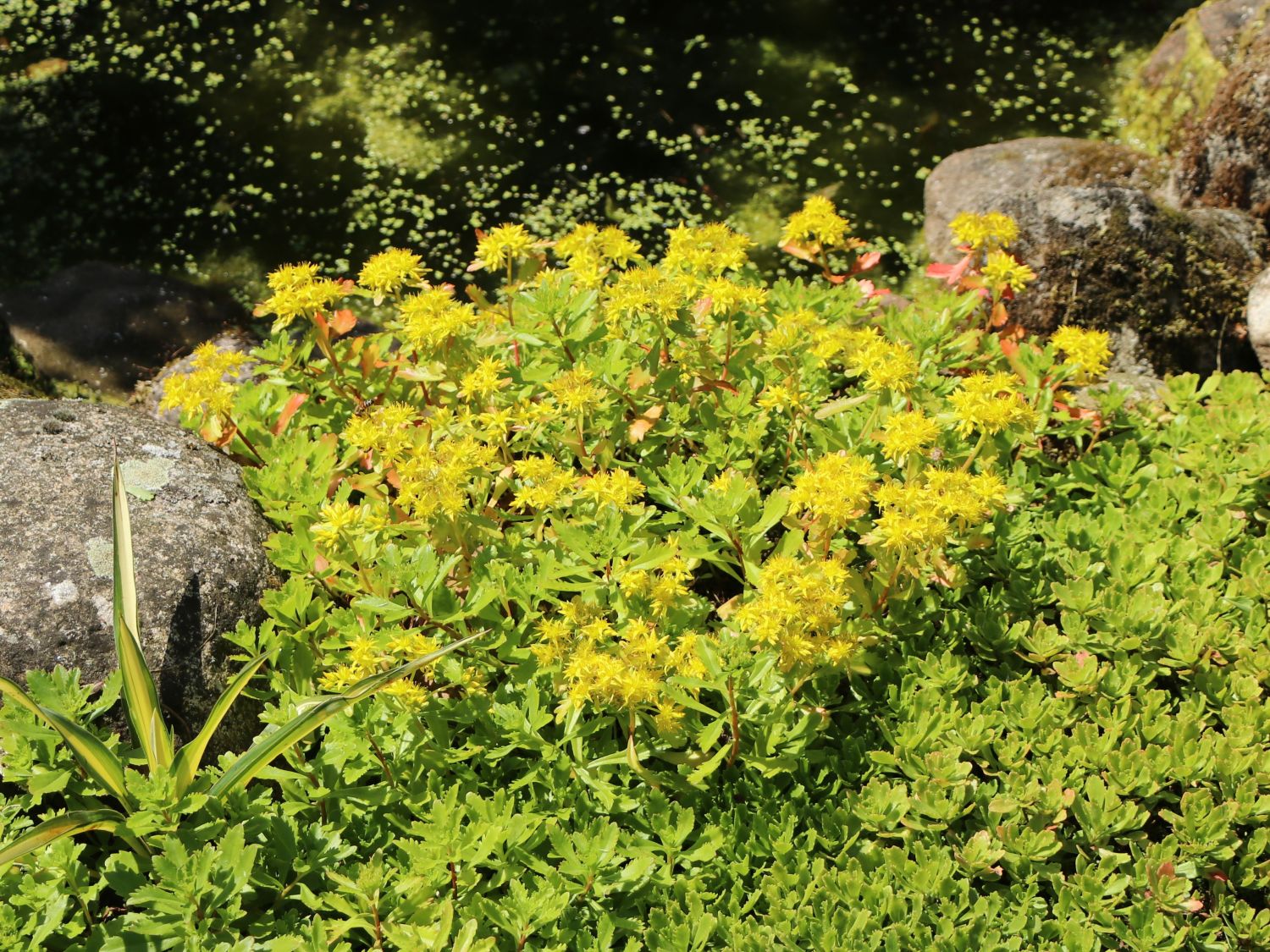 Kamtschatka-Fettblatt