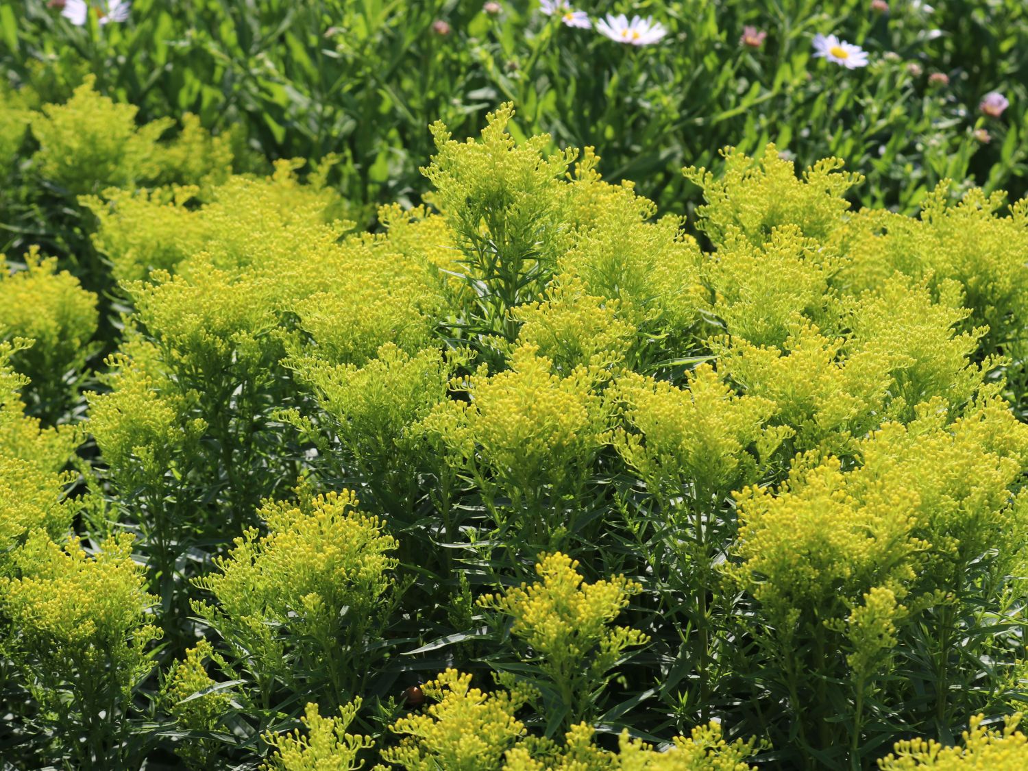 Kanadische Goldrute 'Sweety'