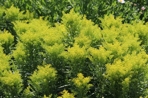 Kanadische Goldrute 'Sweety' - Solidago x cultorum 'Sweety'