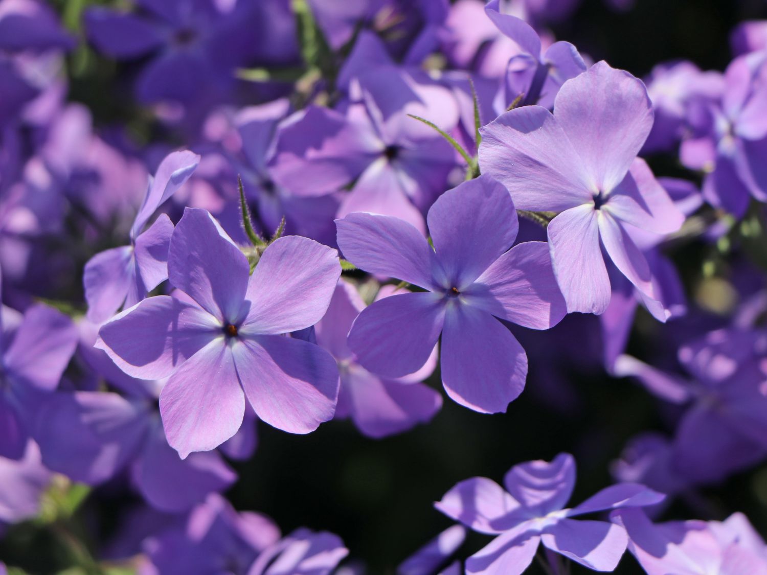 Kanadische Wald-Flammenblume 'Blue Moon'