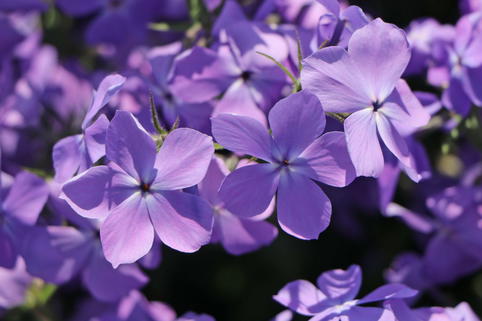 Kanadische Wald-Flammenblume 'Blue Moon' - Phlox divaricata 'Blue Moon'