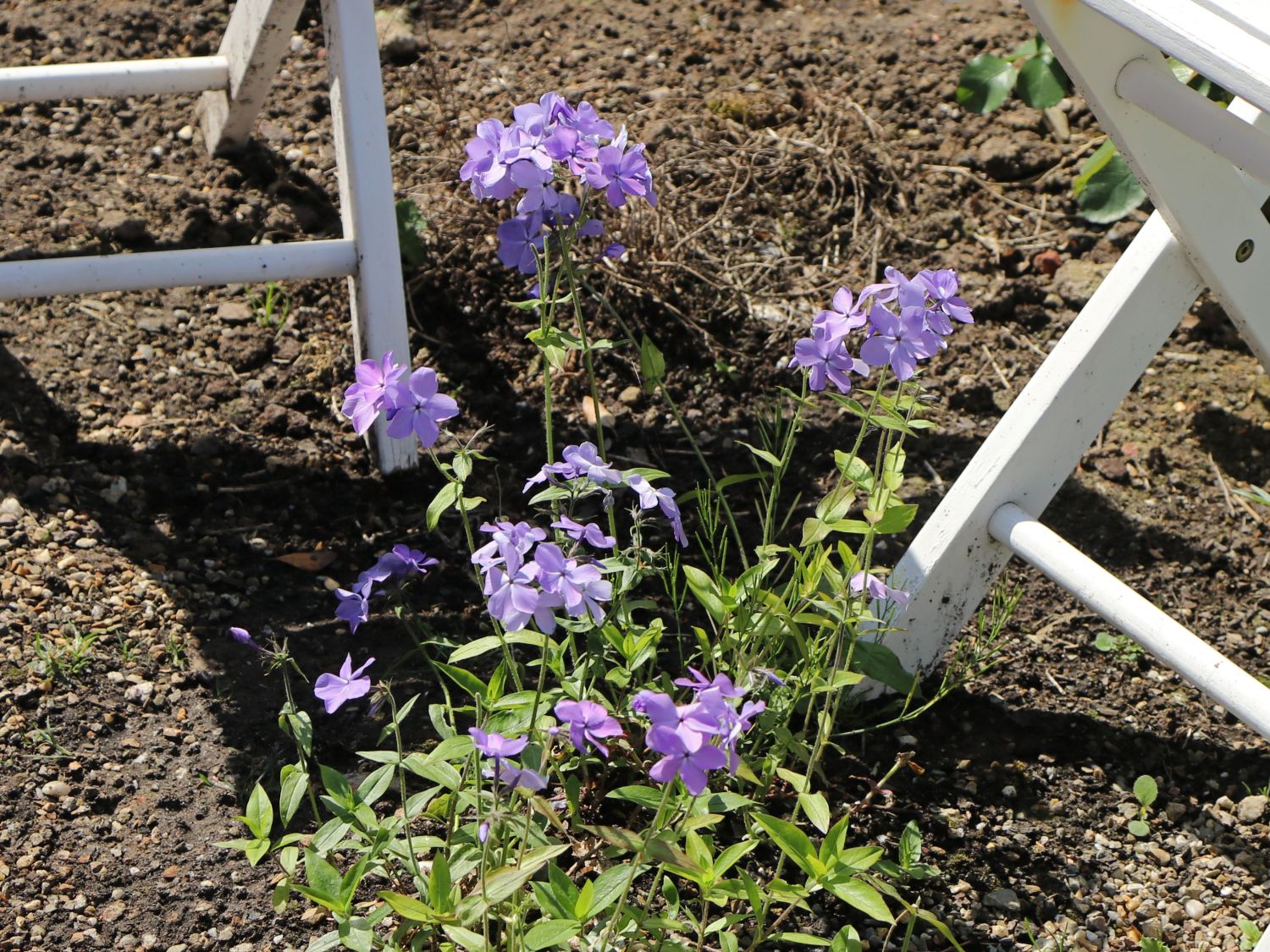 Kanadische Wald-Flammenblume 'Blue Moon' - Phlox divaricata 'Blue Moon'