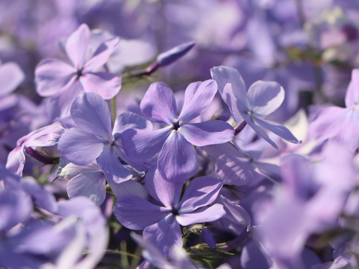 Kanadische Wald-Flammenblume 'Blue Moon' - Phlox divaricata 'Blue Moon'