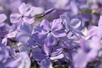 Kanadische Wald-Flammenblume 'Blue Moon' - Phlox divaricata 'Blue Moon'