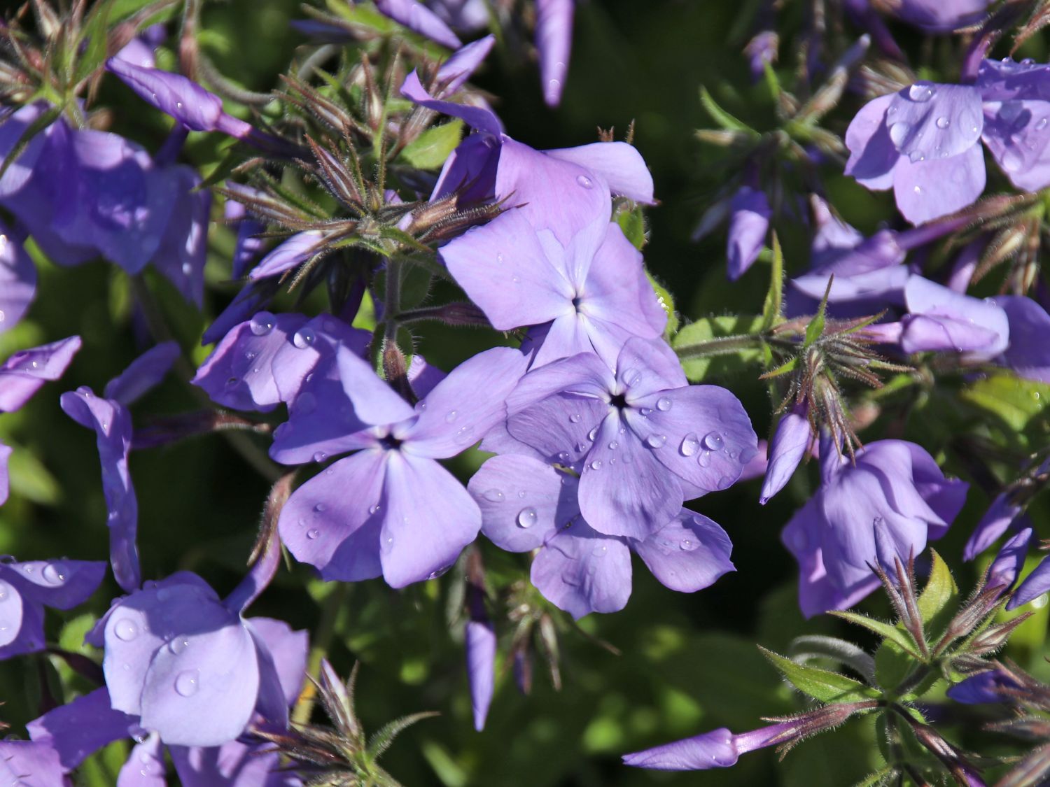 Kanadische Wald-Flammenblume 'Blue Moon' - Phlox divaricata 'Blue Moon'