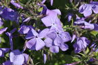 Kanadische Wald-Flammenblume 'Blue Moon' - Phlox divaricata 'Blue Moon'