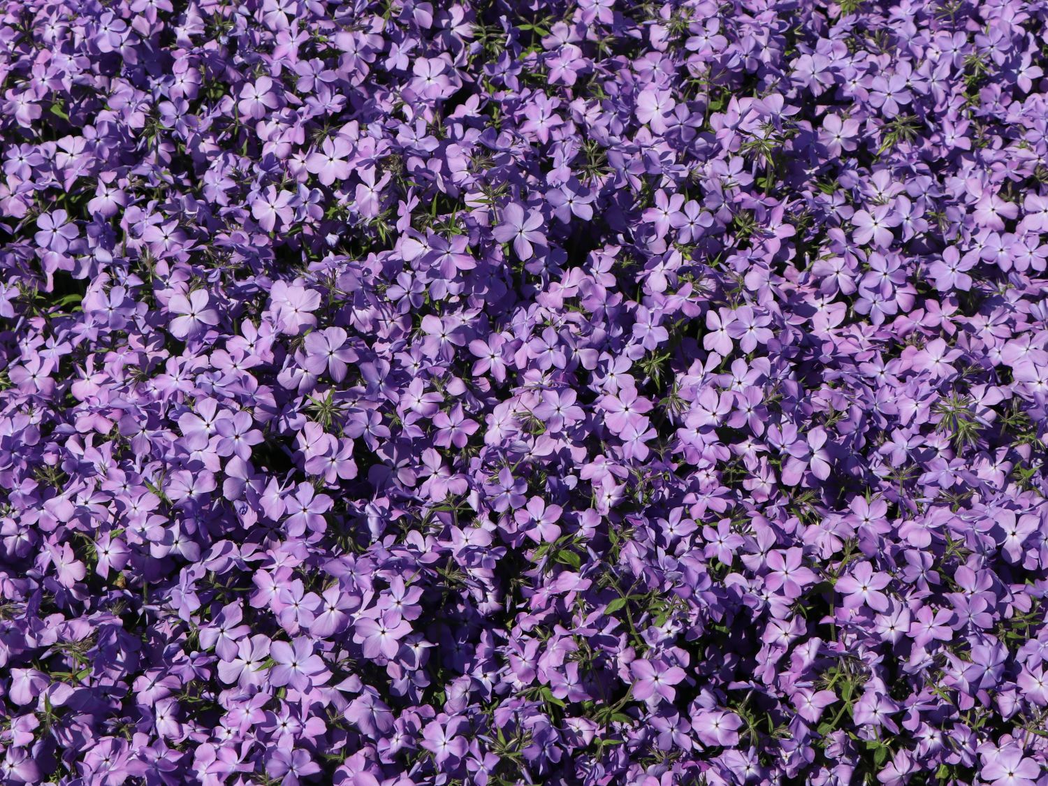 Kanadische Wald-Flammenblume 'Blue Moon' - Phlox divaricata 'Blue Moon'