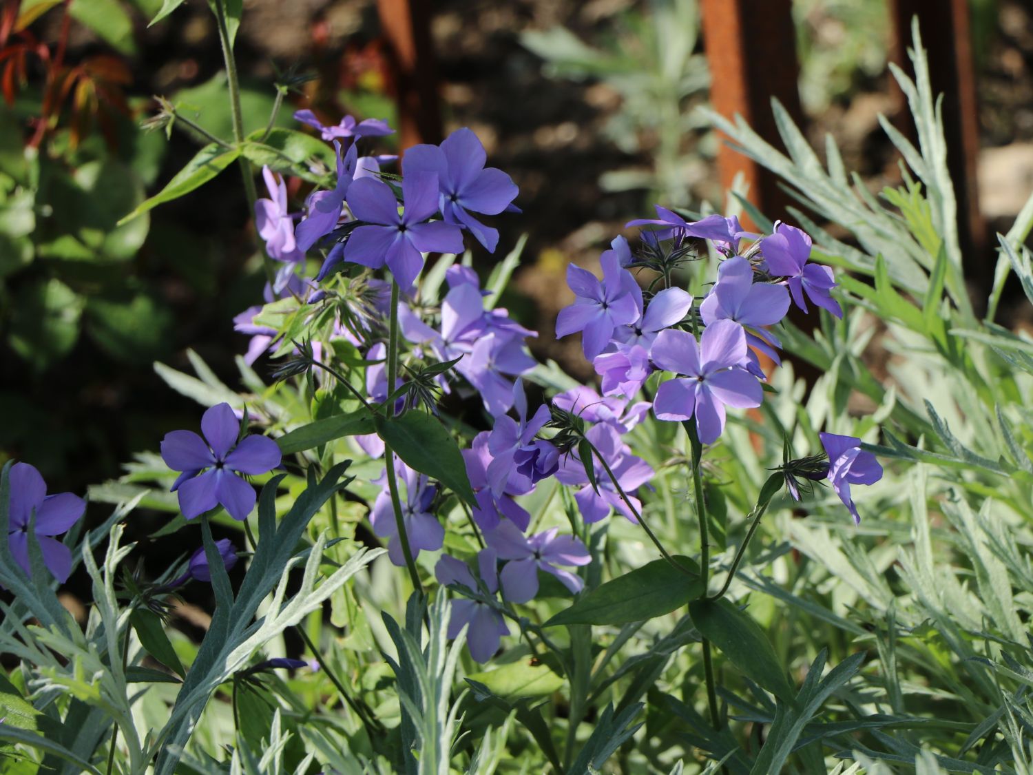 Kanadische Wald-Flammenblume 'Blue Moon' - Phlox divaricata 'Blue Moon'