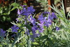 Kanadische Wald-Flammenblume 'Blue Moon' - Phlox divaricata 'Blue Moon'