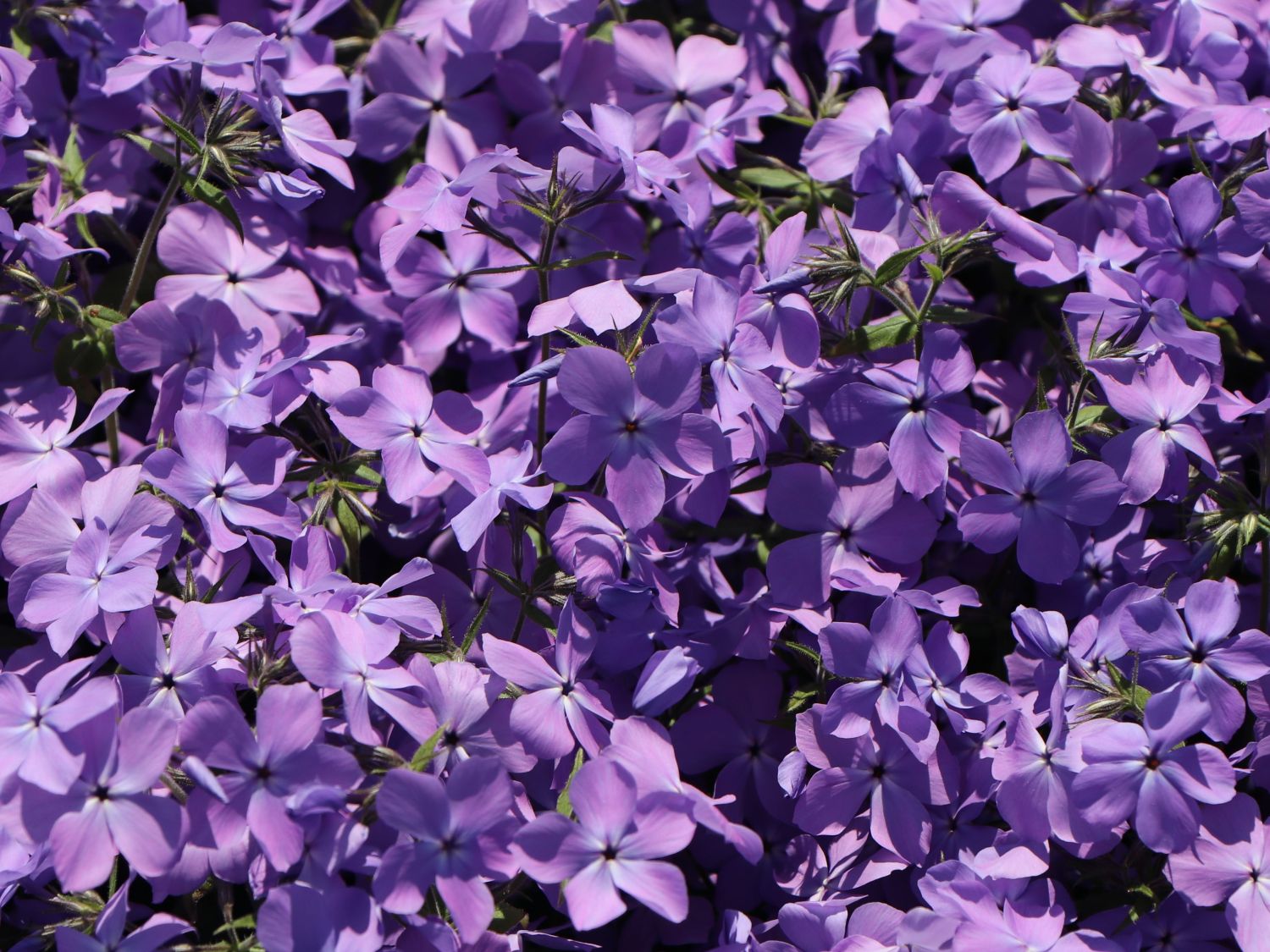Kanadische Wald-Flammenblume 'Blue Moon' - Phlox divaricata 'Blue Moon'