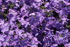 Kanadische Wald-Flammenblume 'Blue Moon' - Phlox divaricata 'Blue Moon'
