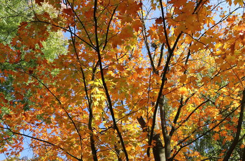 Kanadischer Ahorn - Acer saccharum