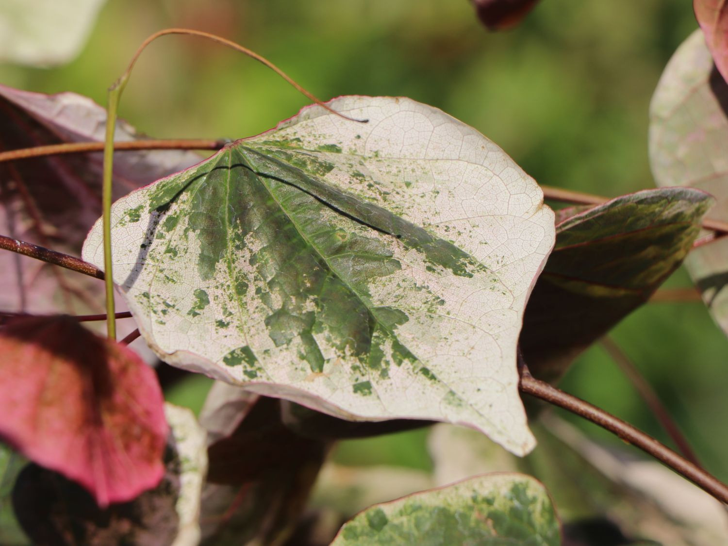 Kanadischer Judasbaum 'Carolina Sweetheart' - Cercis canadensis 'Carolina Sweetheart'