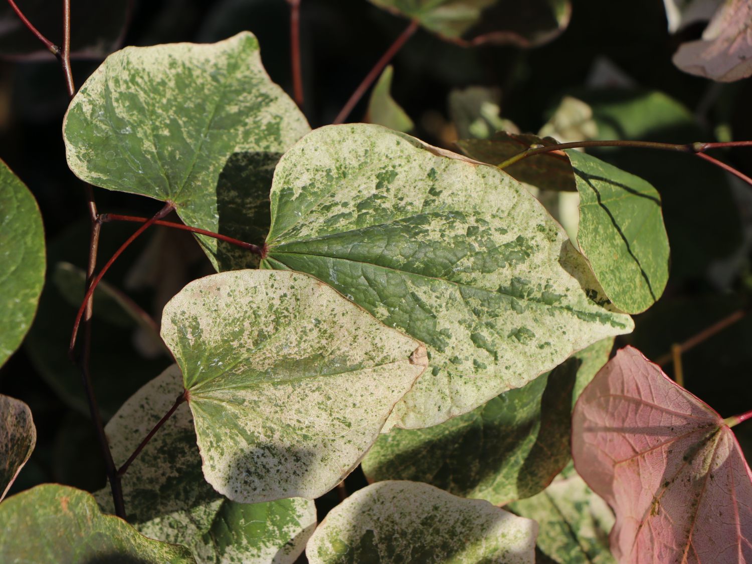Kanadischer Judasbaum 'Carolina Sweetheart' - Cercis canadensis 'Carolina Sweetheart'