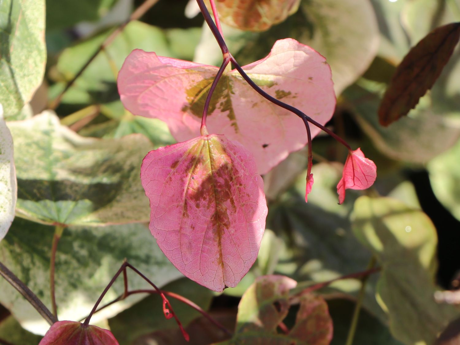 Kanadischer Judasbaum 'Carolina Sweetheart' - Cercis canadensis 'Carolina Sweetheart'