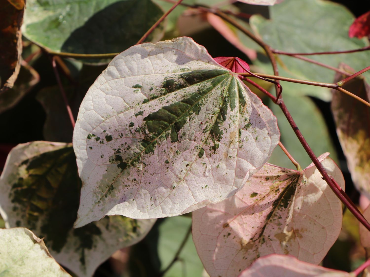 Kanadischer Judasbaum 'Carolina Sweetheart' - Cercis canadensis 'Carolina Sweetheart'