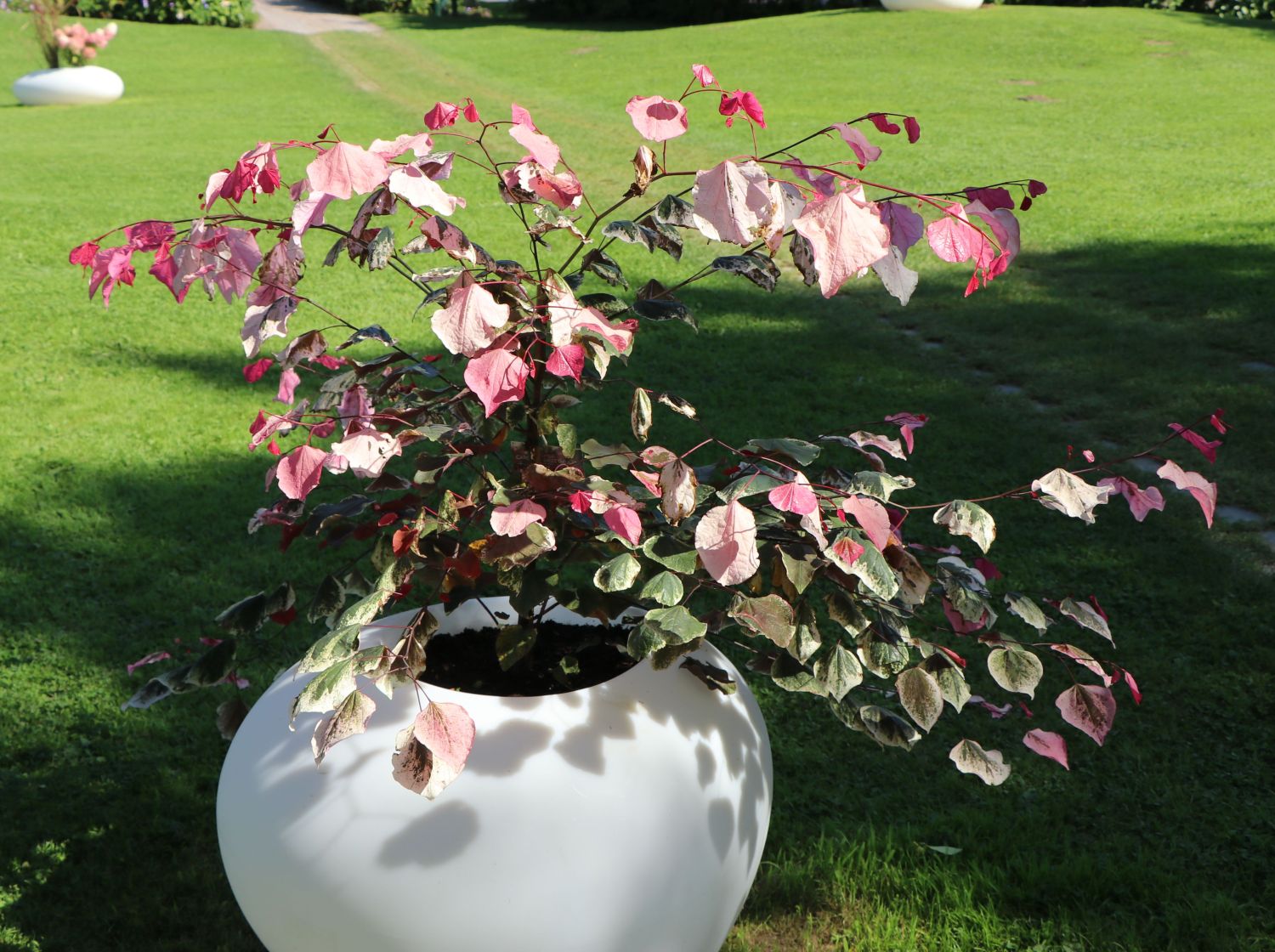 Kanadischer Judasbaum 'Carolina Sweetheart' - Cercis canadensis 'Carolina Sweetheart'