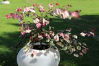 Kanadischer Judasbaum 'Carolina Sweetheart' - Cercis canadensis 'Carolina Sweetheart'