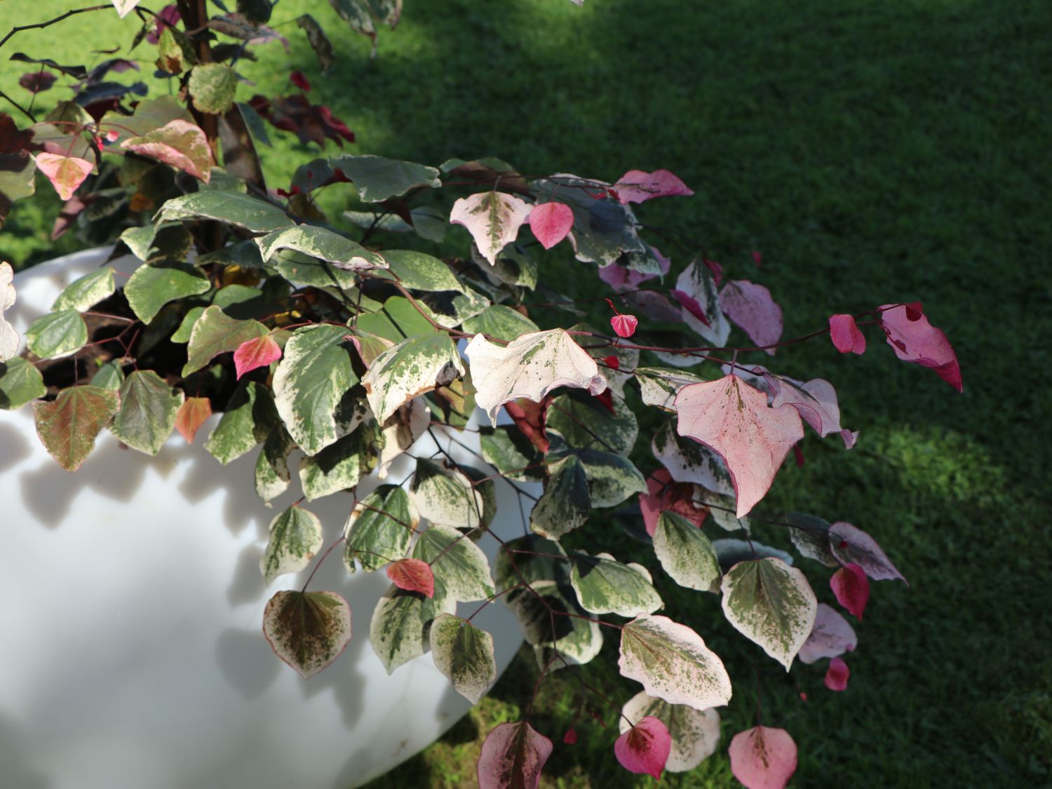 Kanadischer Judasbaum 'Carolina Sweetheart' - Cercis canadensis 'Carolina Sweetheart'