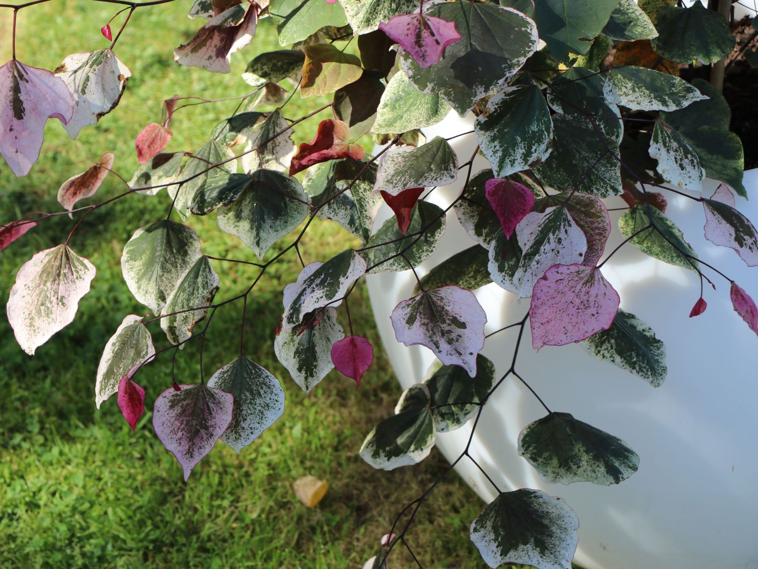 Kanadischer Judasbaum 'Carolina Sweetheart' - Cercis canadensis 'Carolina Sweetheart'