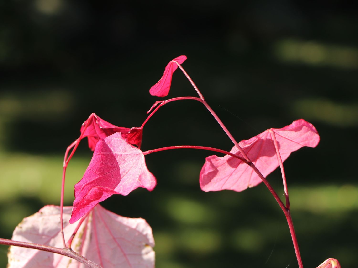 Kanadischer Judasbaum 'Carolina Sweetheart' - Cercis canadensis 'Carolina Sweetheart'