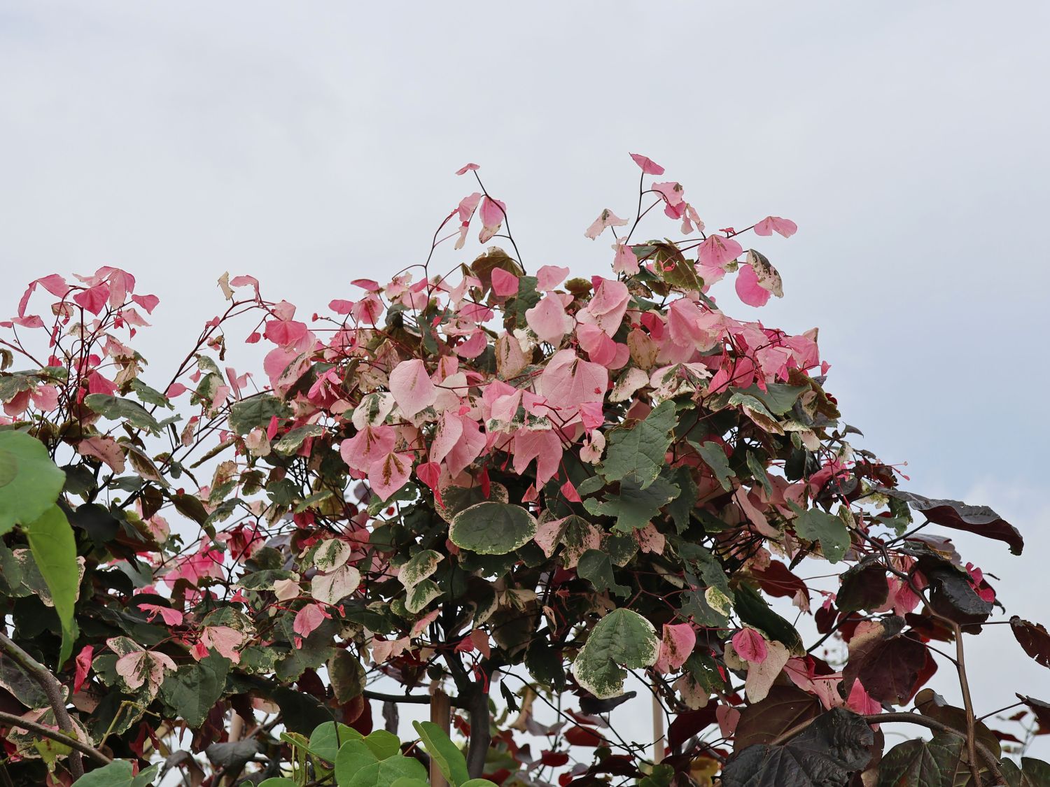Kanadischer Judasbaum 'Carolina Sweetheart' - Cercis canadensis 'Carolina Sweetheart'