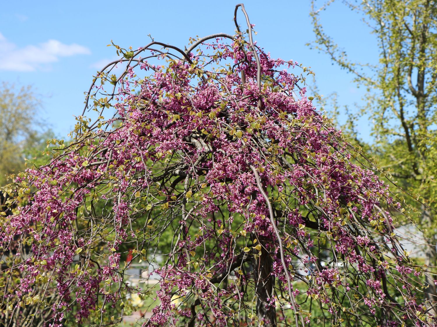 Kanadischer Judasbaum 'Cascading Hearts' - Cercis canadensis 'Cascading Hearts'
